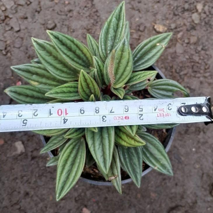 Peperomia Red Roso -  - Pokok Peperomia Merah Roso - पेपरोमिया रेड रोसो Peperomia Red Roso – Glossy Red Leaves, Compact Size, Indoor Friendly, Easy to Grow, Stylish Plant LIVE PLANT