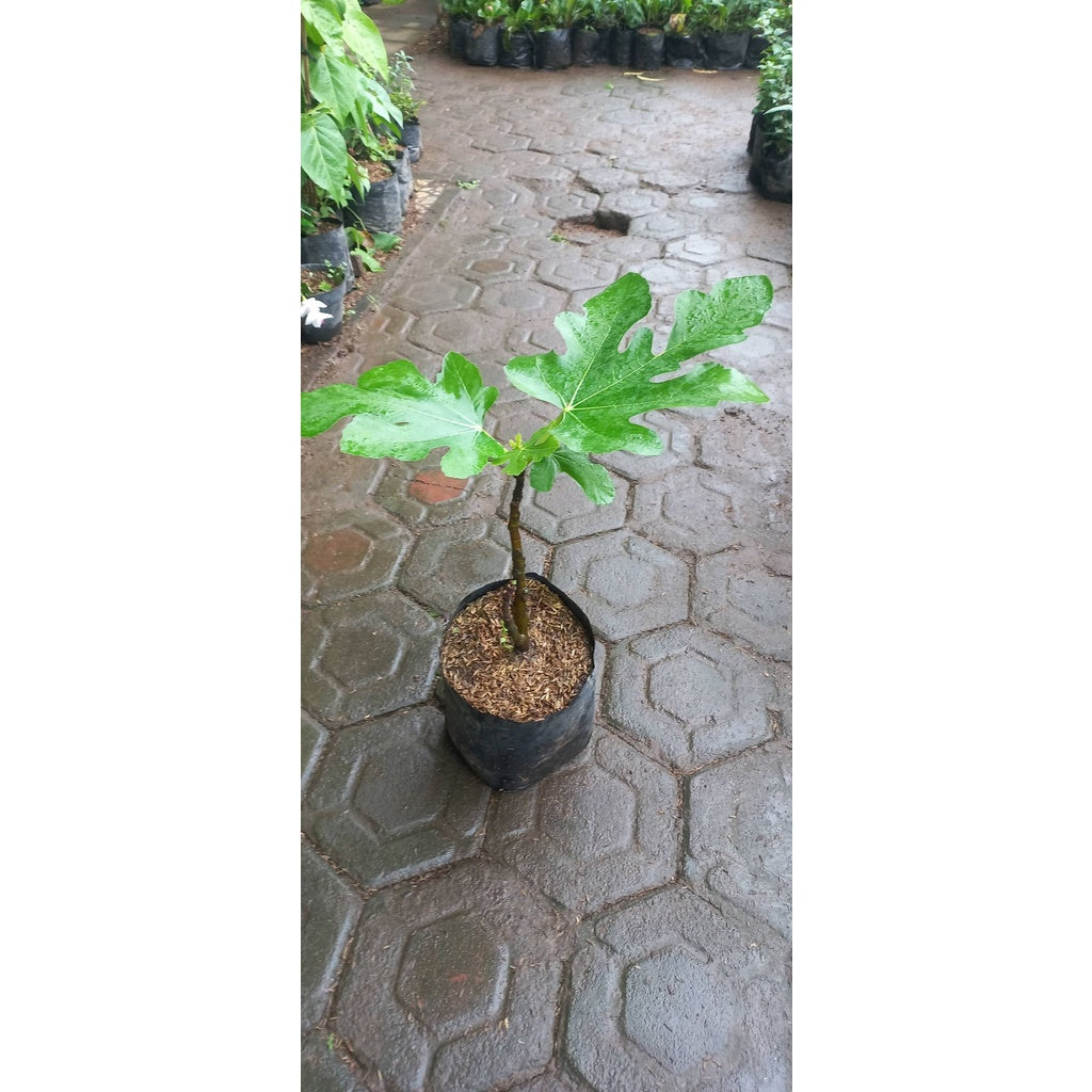Ficus Carica/tin Ara/fig Live Plant