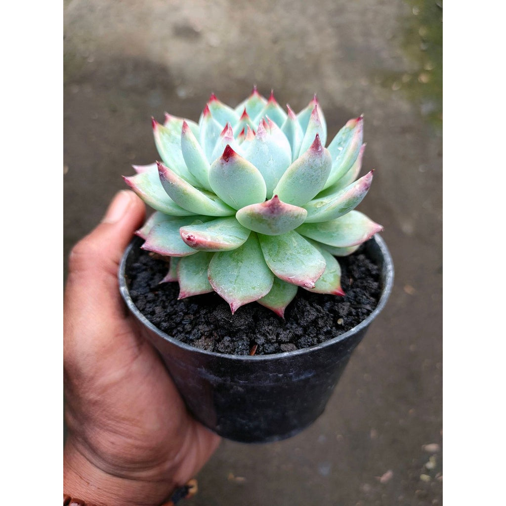 Sindo - Echeveria Chihuahua Live Plant CMZ154BOO0