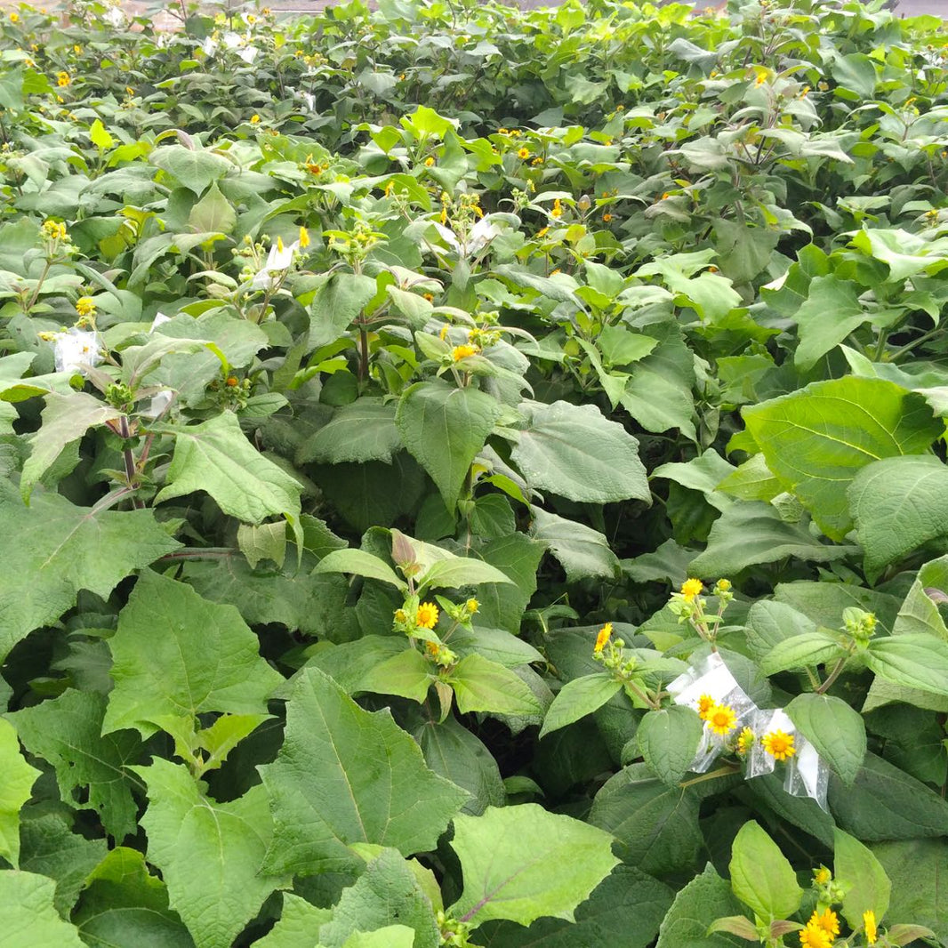 Yacon Tuber – Umbi Yakon -  - Pokok Umbi Yacon Hidup - याकॉन कंद पौधा Yacon Tuber – Sweet Crispy Root, Low Glycemic Superfood, Easy to Grow Medicinal Tuber, LIVE PLANT