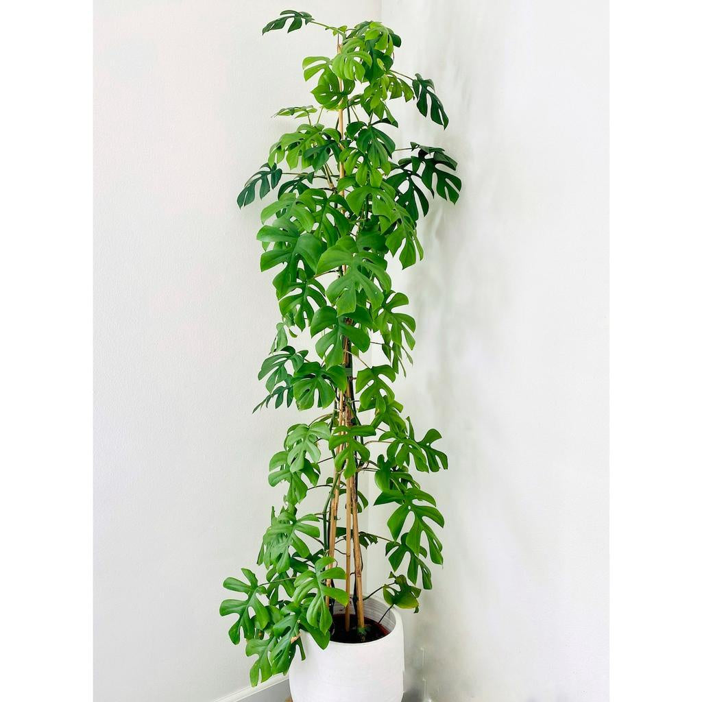 Sindo - Lush Rhaphidophora Tetrasperma Fresh Cutting  A Stunning Vining Plant for Your Indoor Jungle