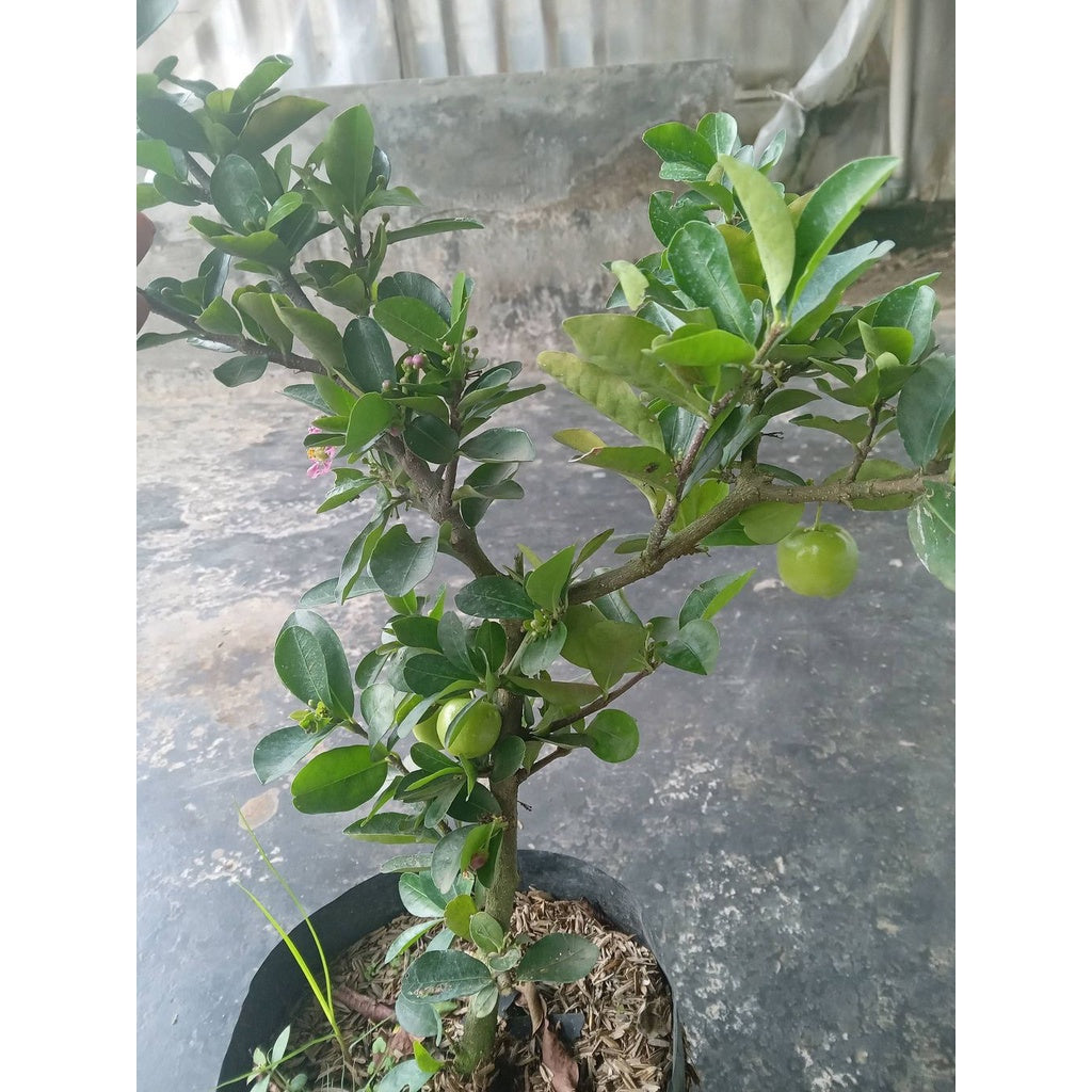 Sindo - Barbados Cherry Live Plant U9L9248OR4