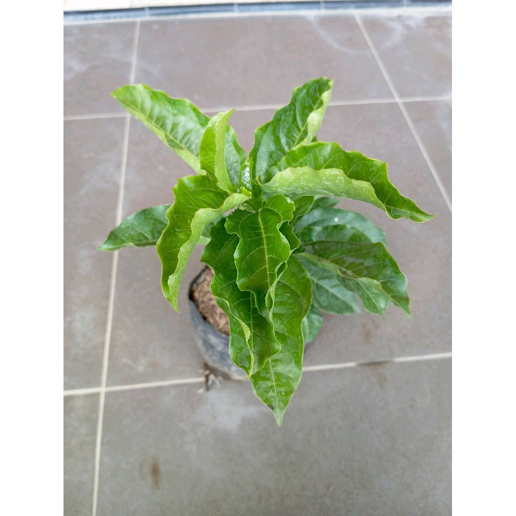 Exploring The Passionfruit Passiflora Edulis Live Plant