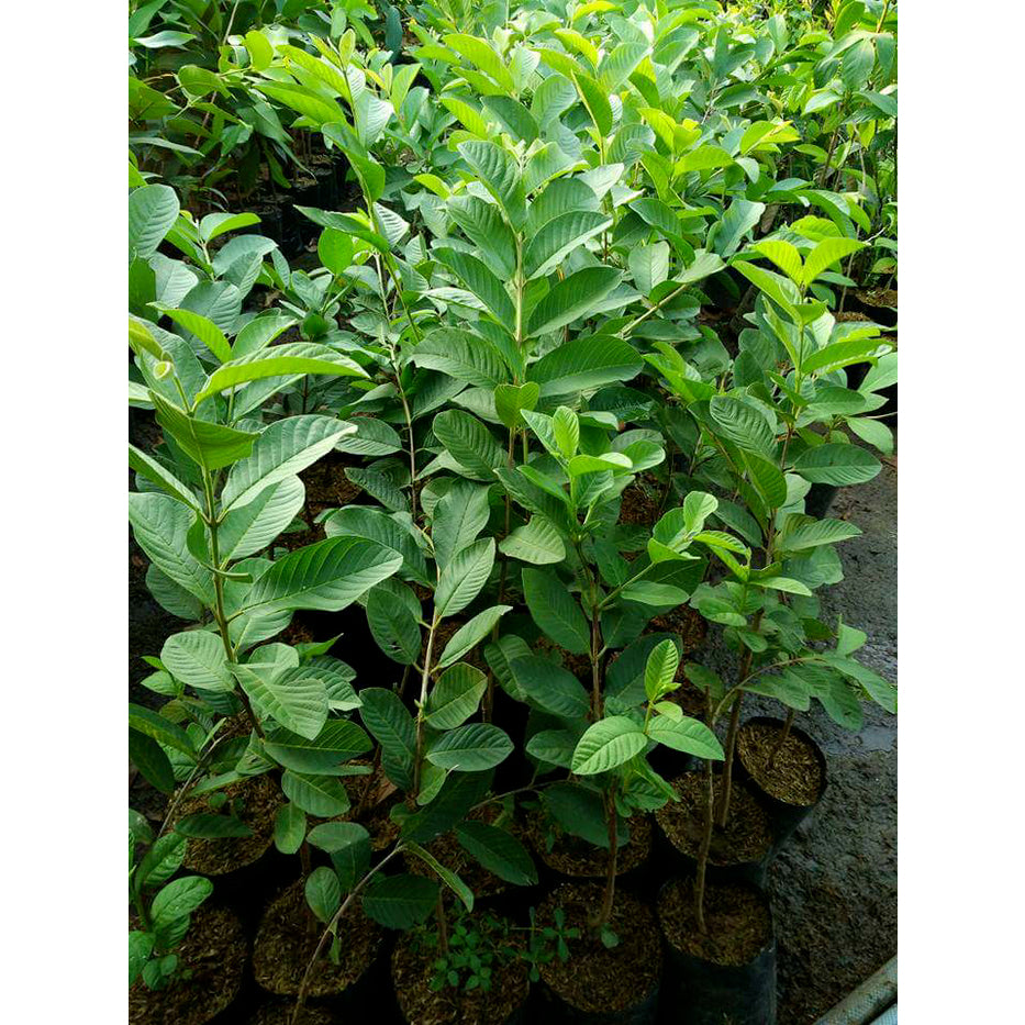 Psidium guajava   Cultivating Psidium guajava for Abundant Guava Fruits