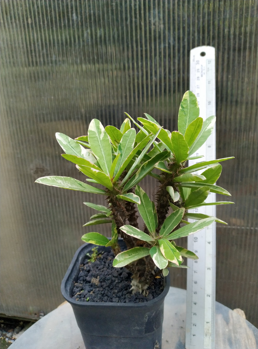 Euphorbia Millii Variegated Geraihijo