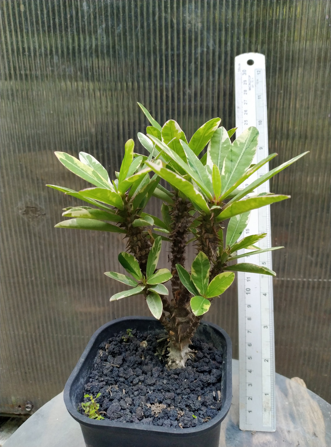 Euphorbia Millii Variegated Geraihijo