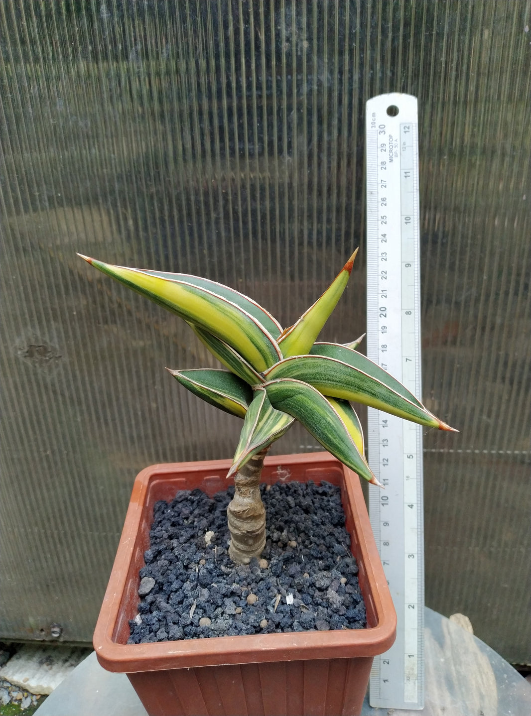 Sansevieria Robuscula Variegated Geraihijo
