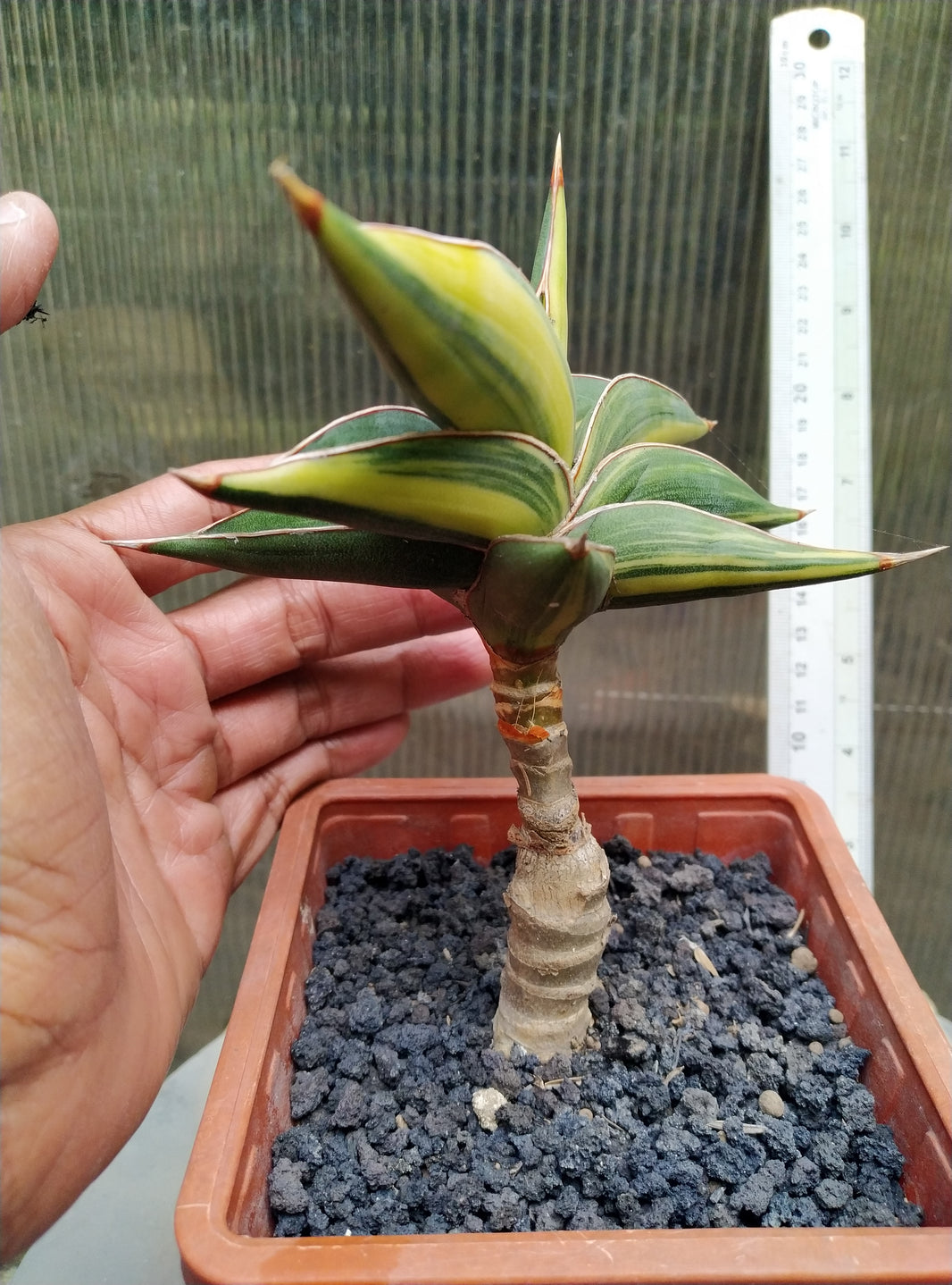 Sansevieria Robuscula Variegated Geraihijo