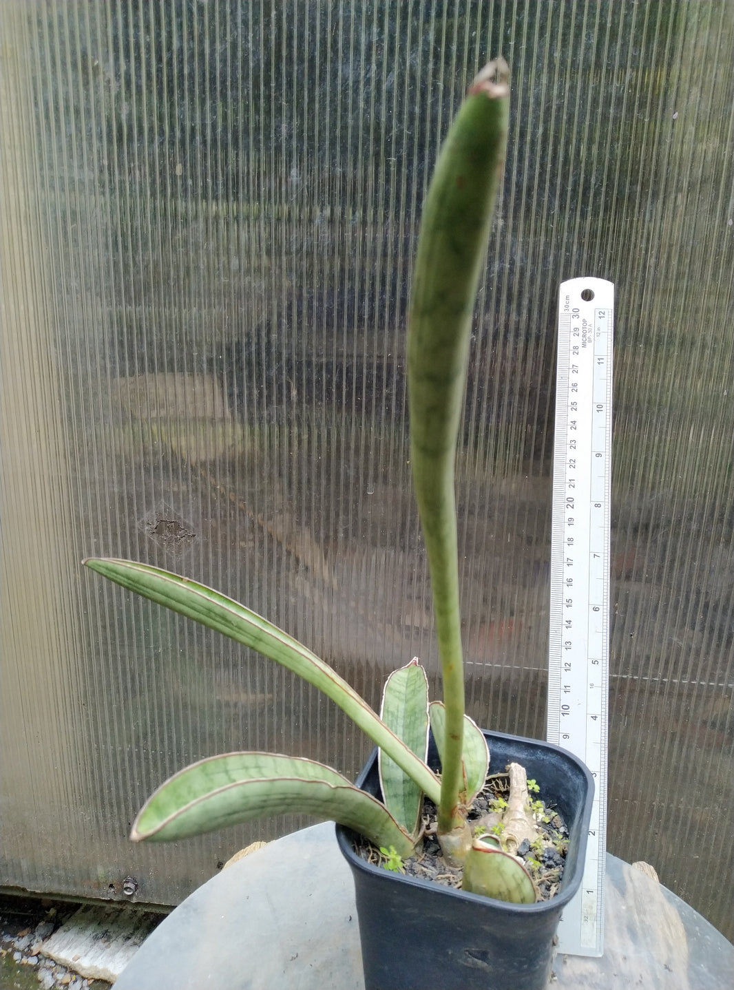 Sansevieria Silver Bat Geraihijo