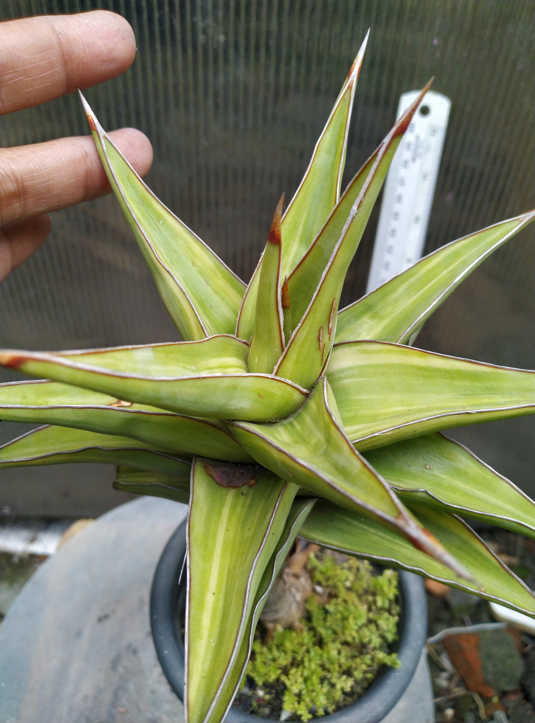 Sansevieria kimayo variegated sriated