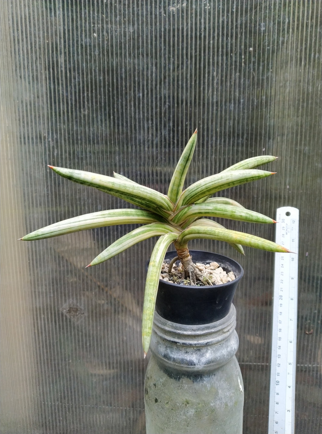 Sansevieria blue clone variegated