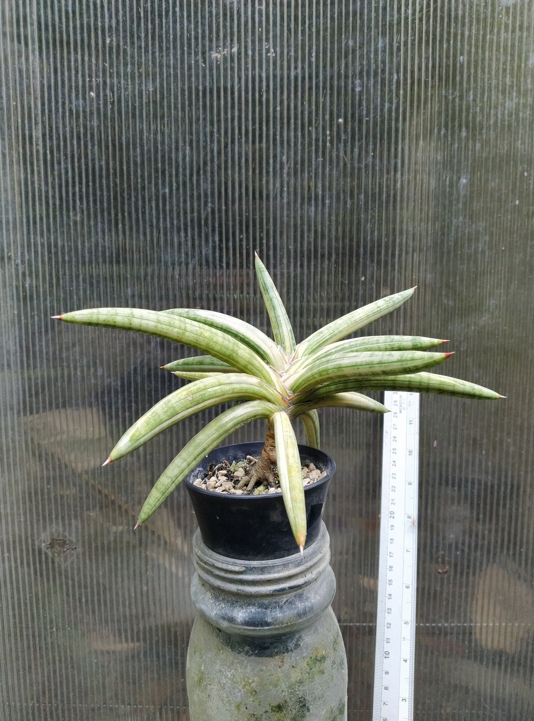 Sansevieria blue clone variegated