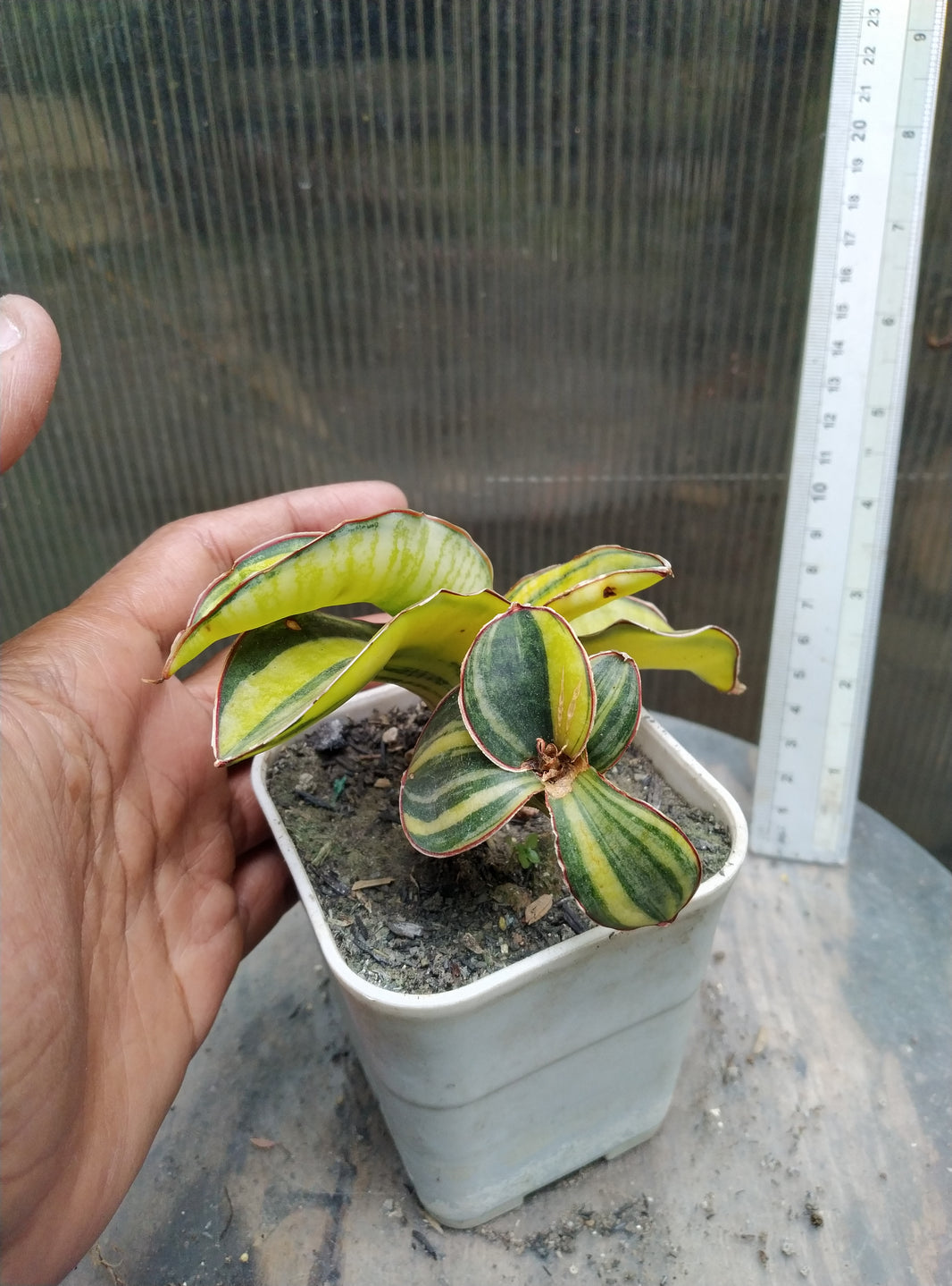 Sansevieria masoniana bowl variegated