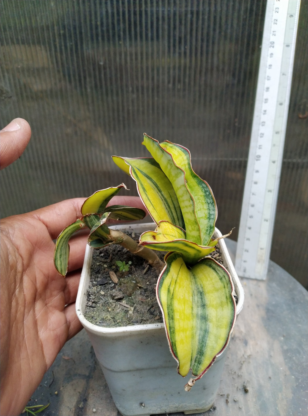 Sansevieria masoniana bowl variegated