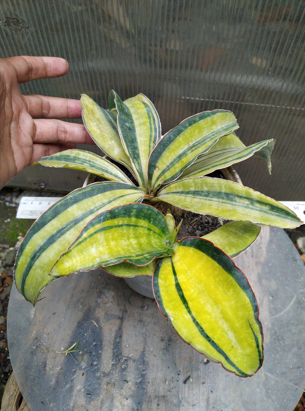 Sansevieria macrophylla variegated