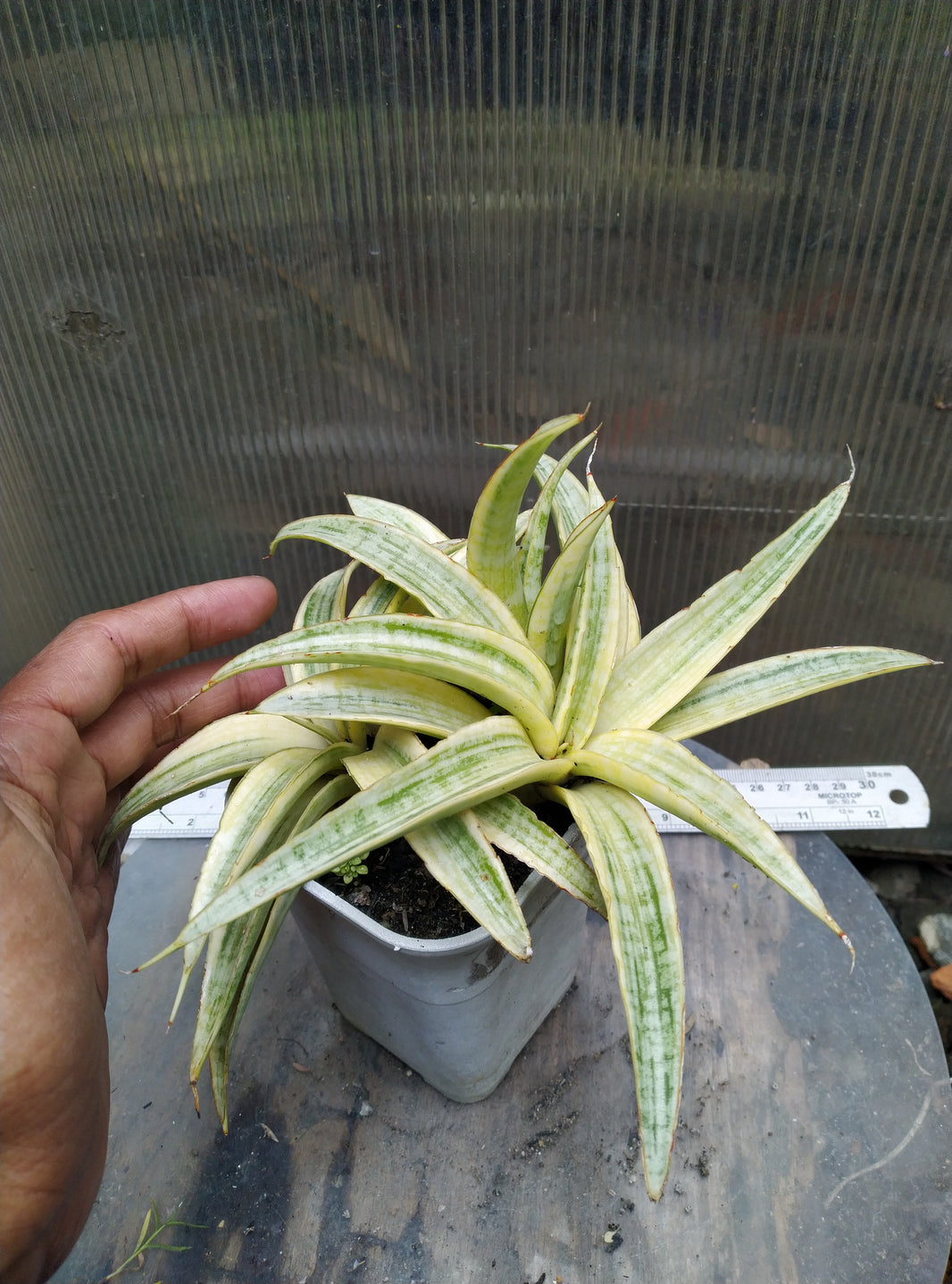 Sansevieria aff gracilis variegated