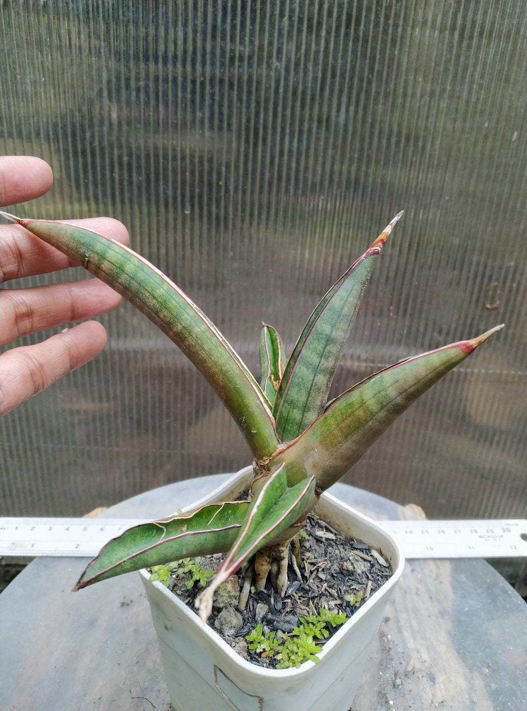 Sansevieria pfisteri