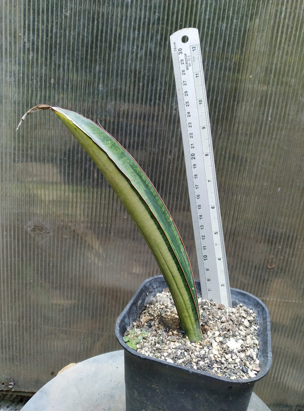 Sansevieria Malawi Bat Variegated White