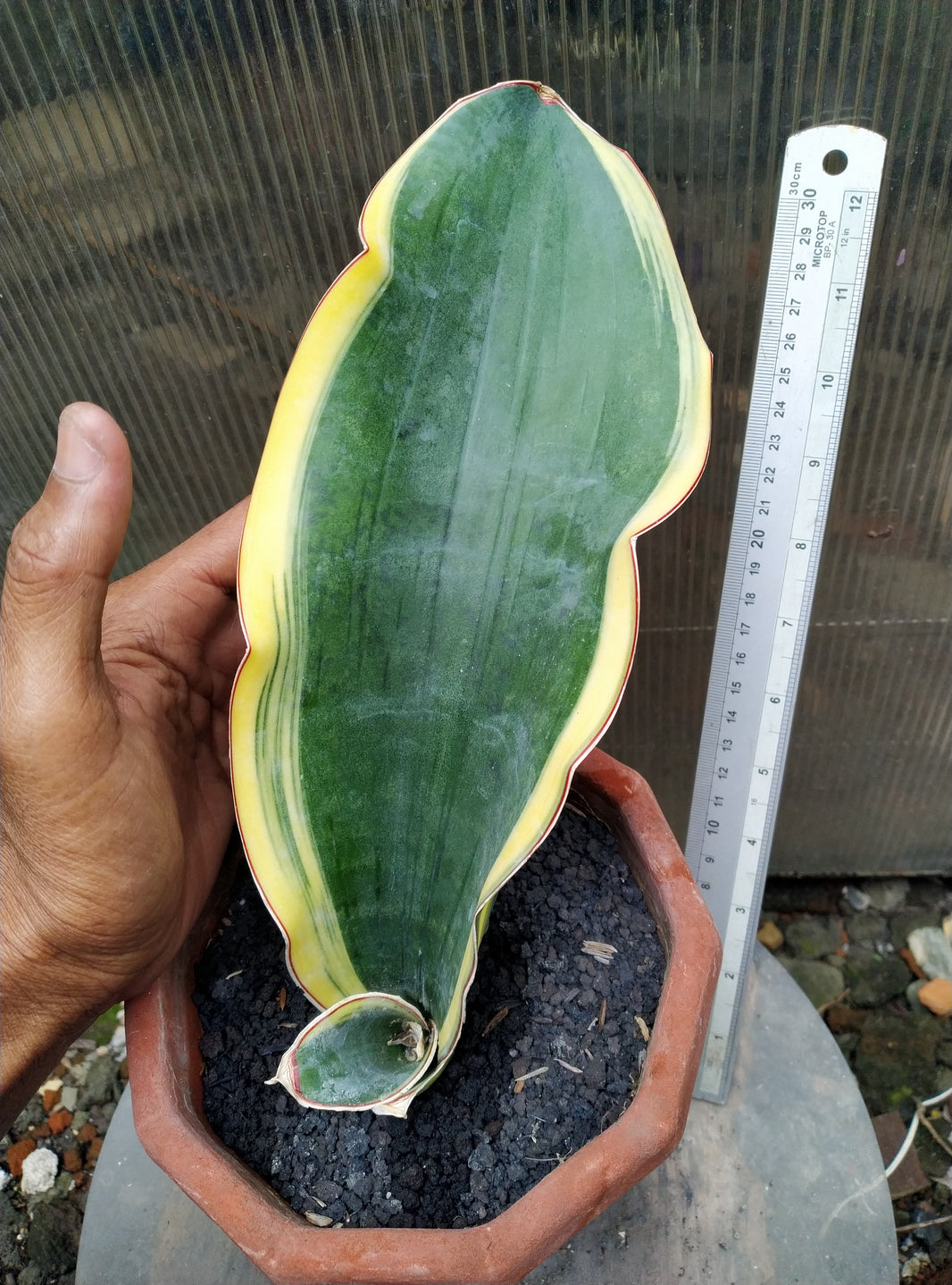 Sansevieria dragon black variegated