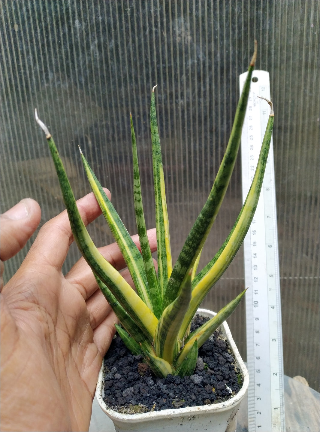 Sansevieria bunluo torch variegated