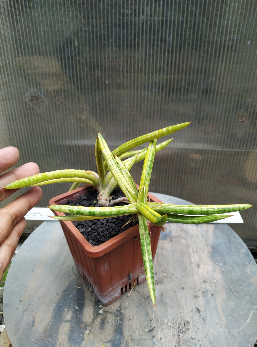 Sansevieria balyii mini variegated