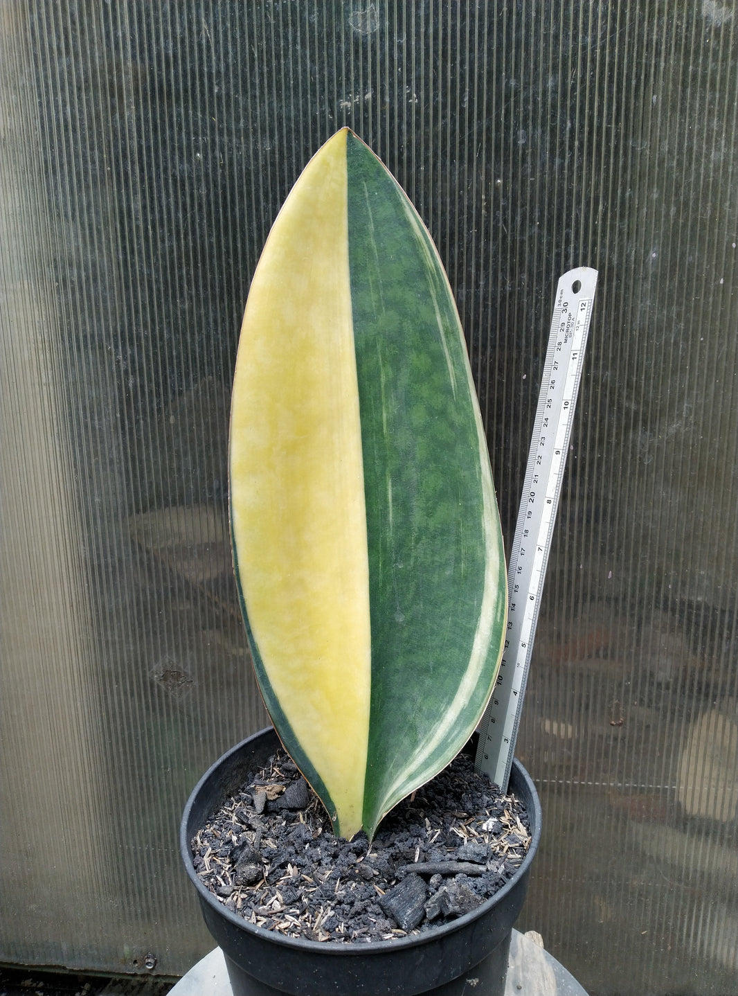 Sansevieria Giant Masoniana Variegated