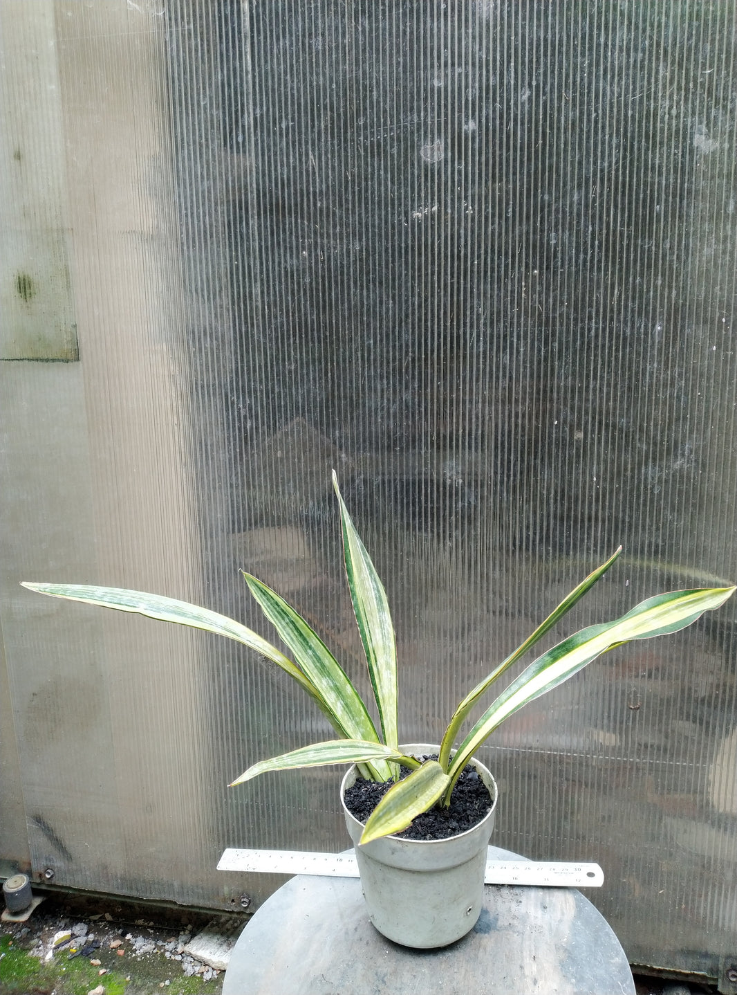 Sansevieria metalica manolyn variegated