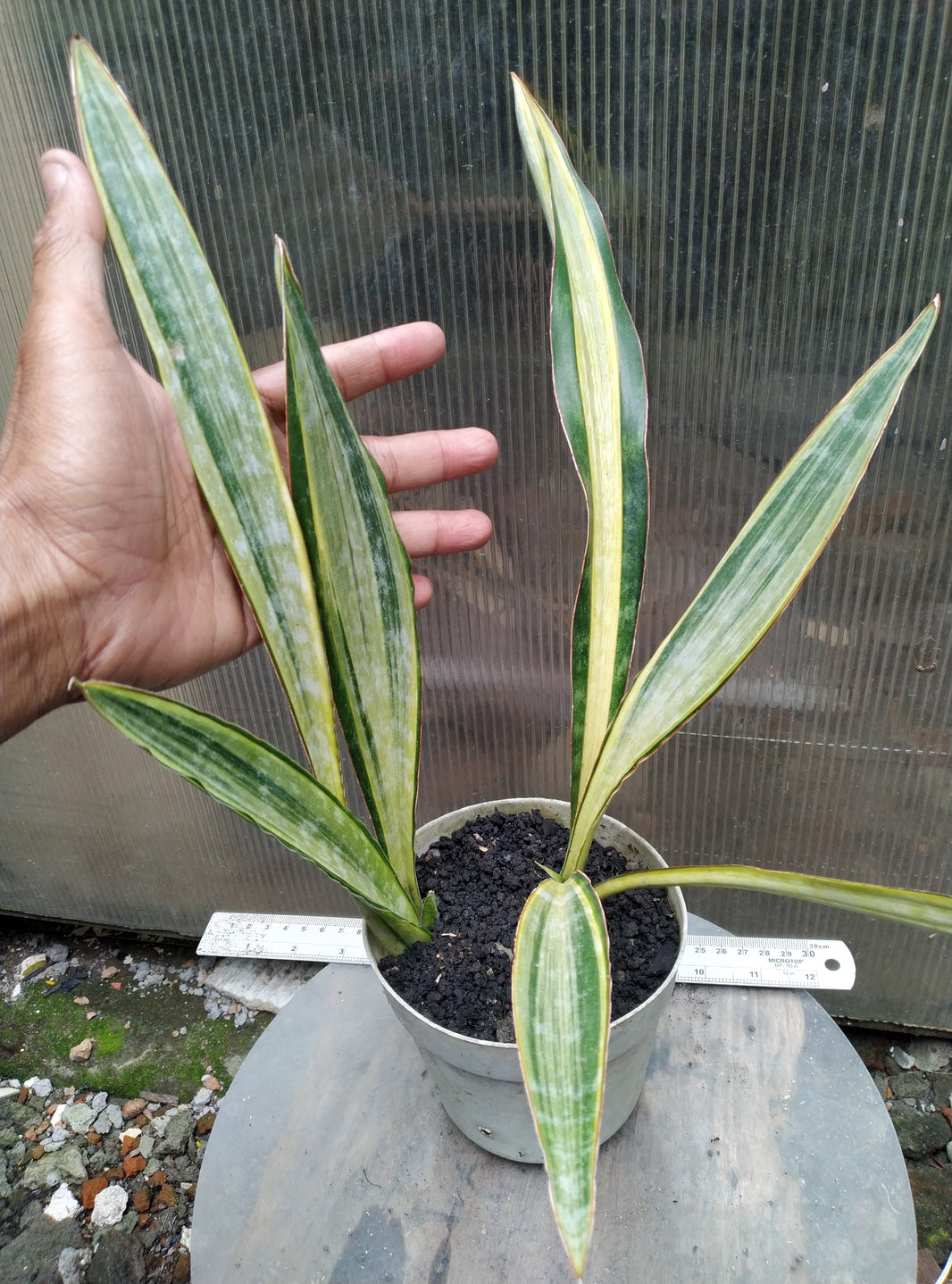 Sansevieria metalica manolyn variegated
