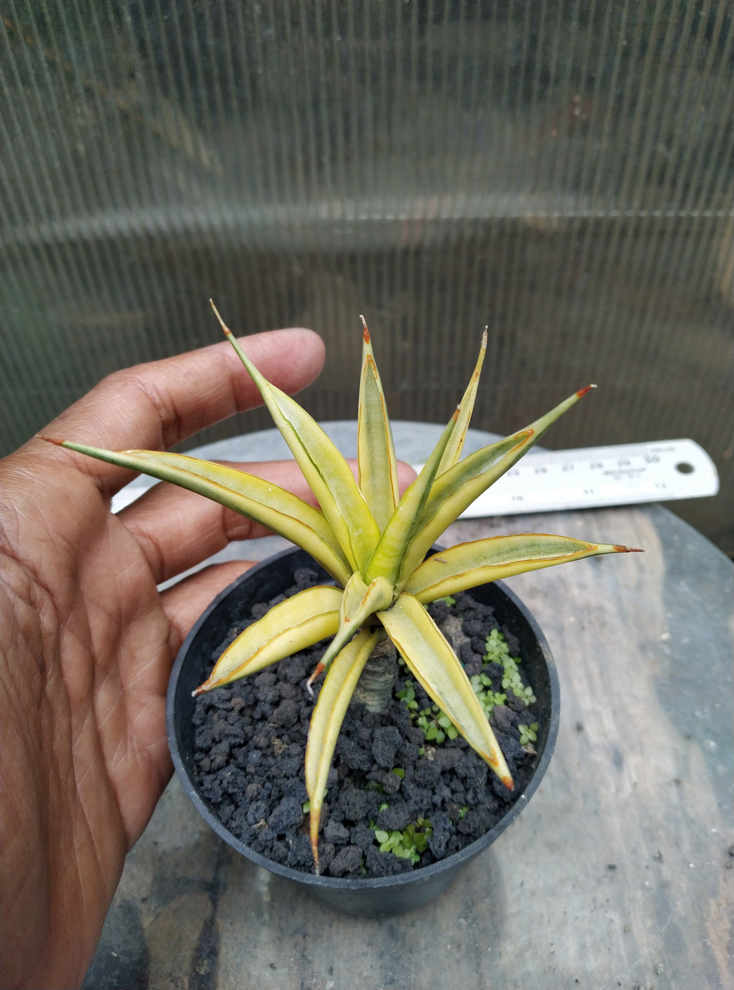 Sansevieria hybrid gracilis variegated