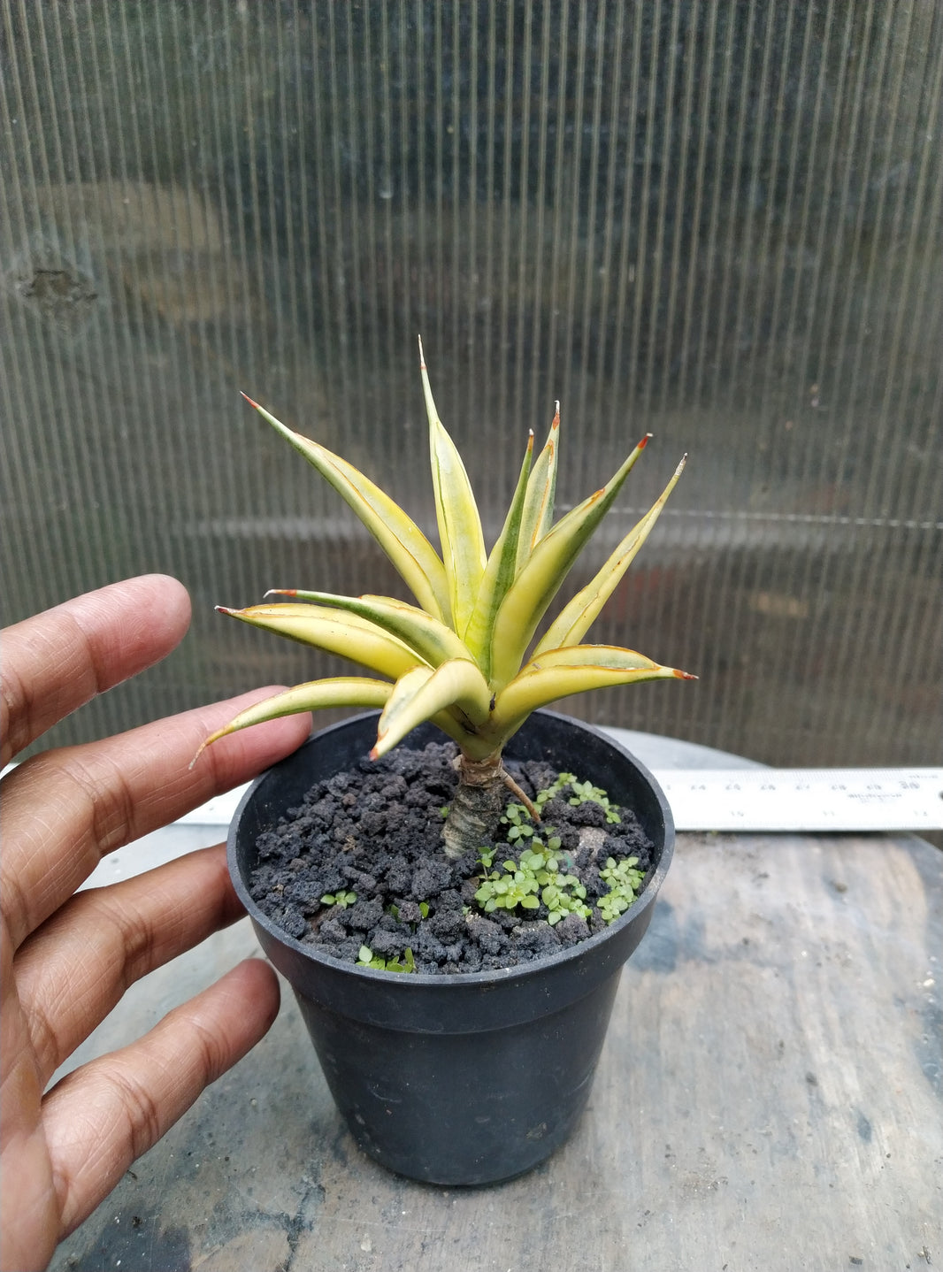 Sansevieria hybrid gracilis variegated