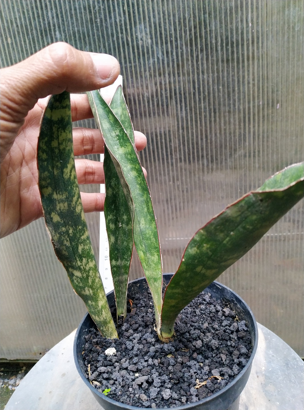 Sansevieria scimitariformis macossa