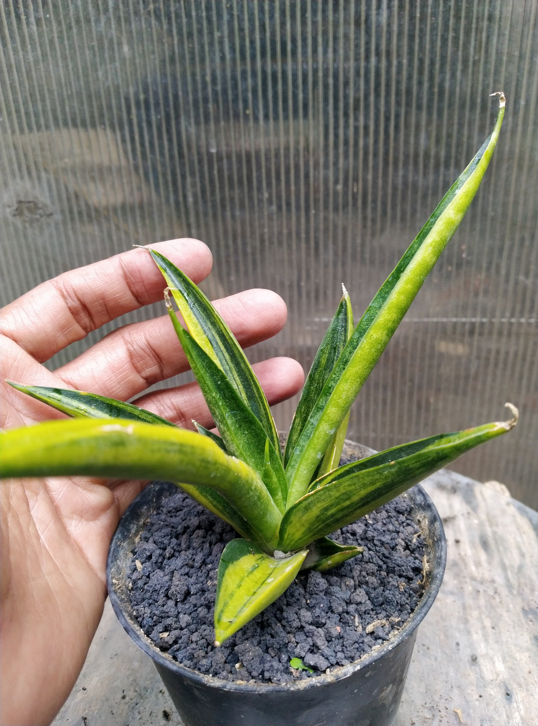 Sansevieria Black Makayla Variegated