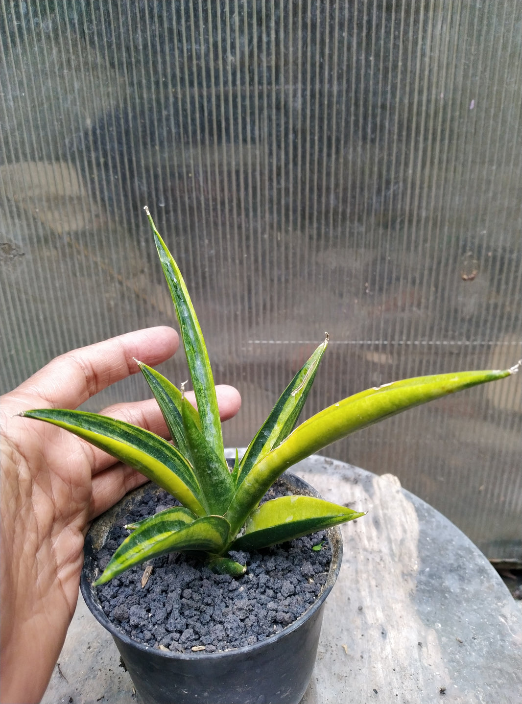 Sansevieria Black Makayla Variegated