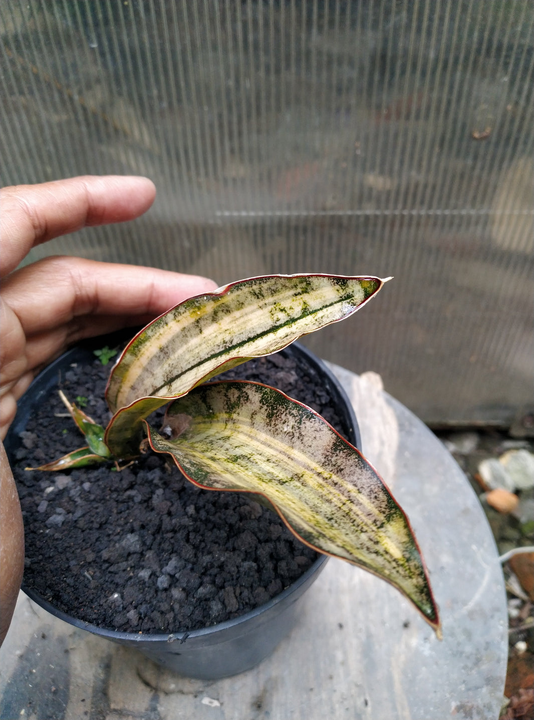 Sansevieria kirkii brown variegated