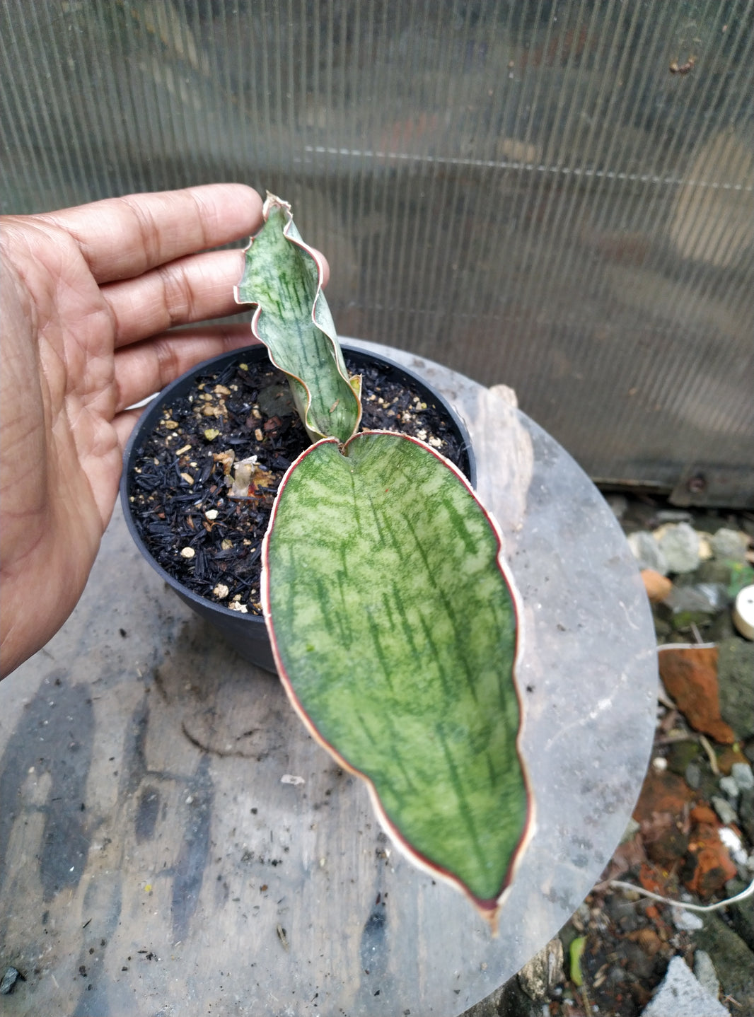 Sansevieria Tiger Scratch