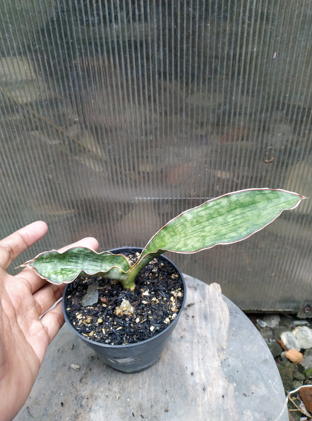 Sansevieria Tiger Scratch