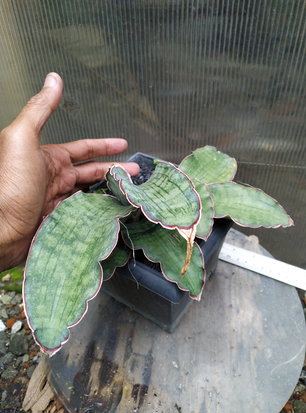 Sansevieria ES 22397 sp Tanzania