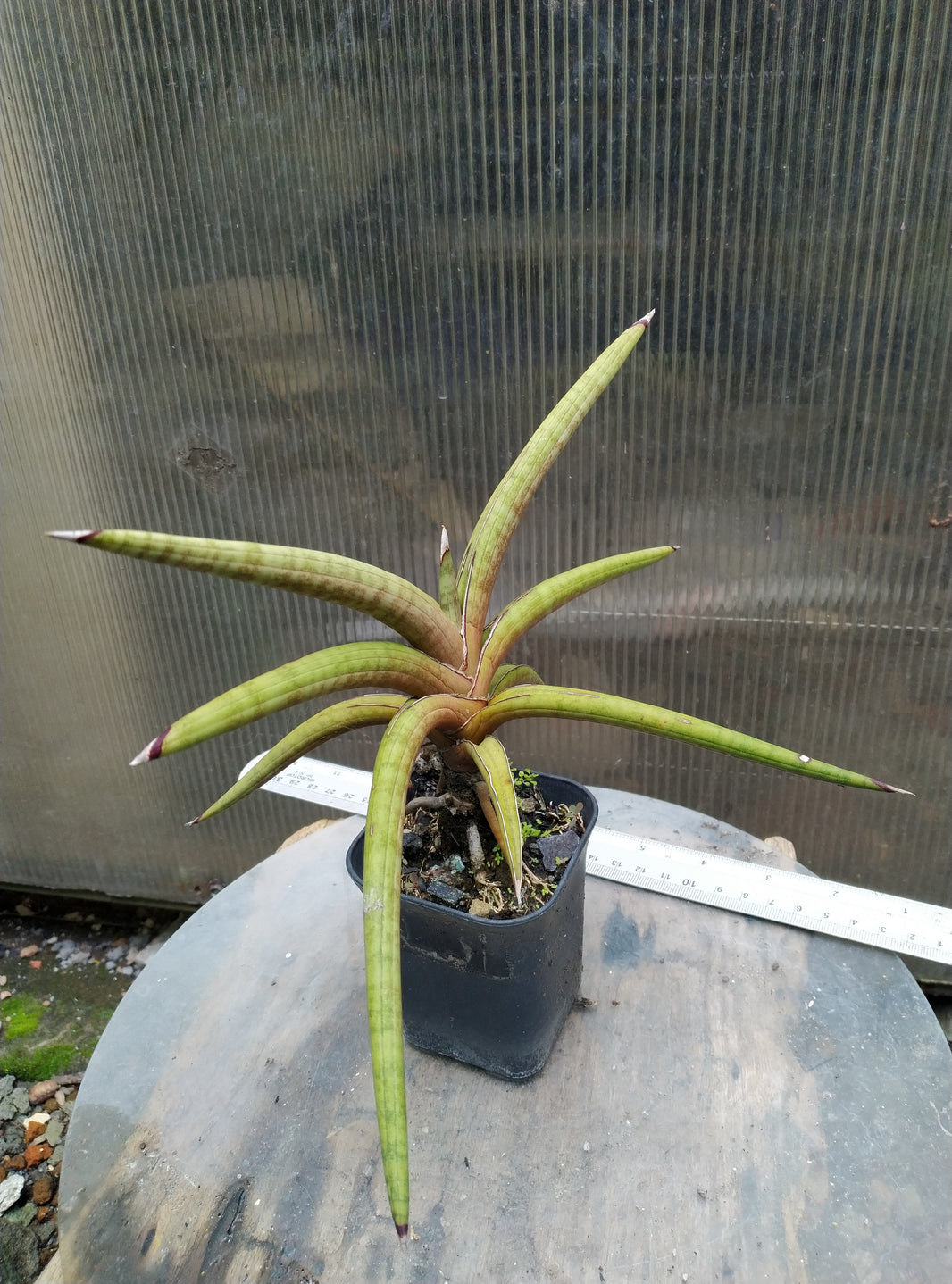 Sansevieria rodhesiana pink