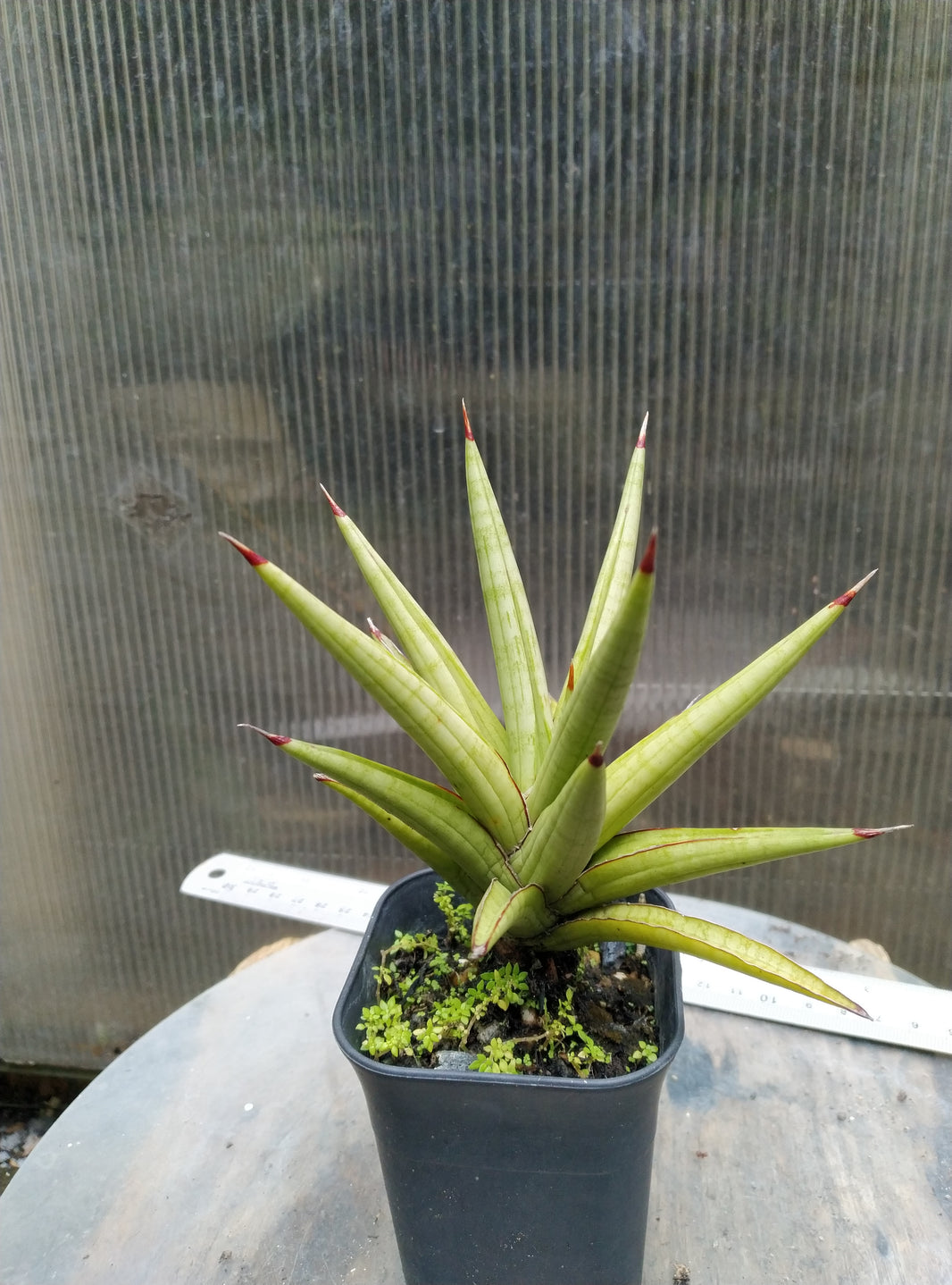 Sansevieria royal crown