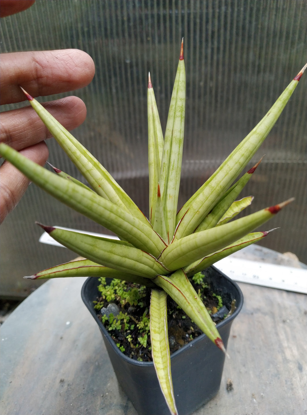 Sansevieria royal crown