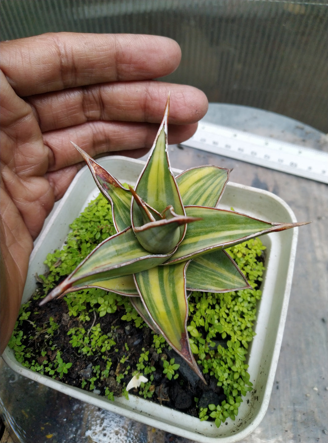 Sansevieria pinguiculata variegated