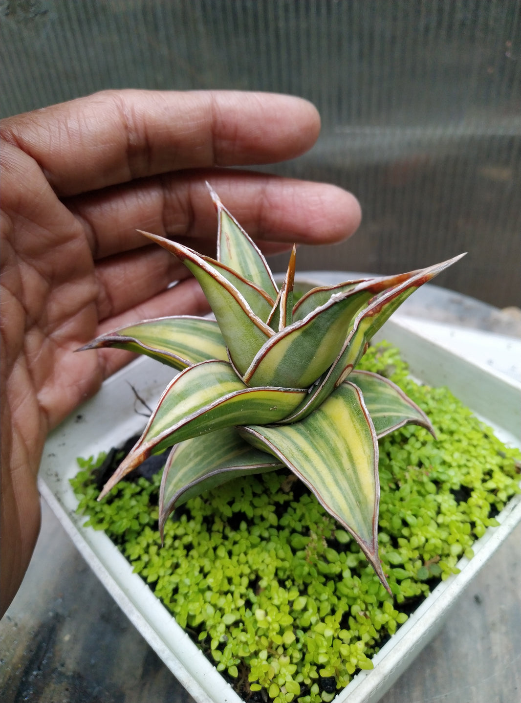 Sansevieria pinguiculata variegated