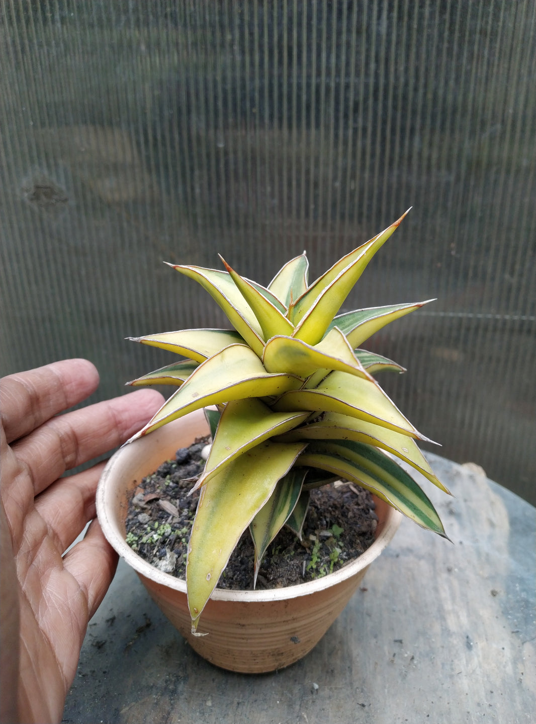 Sansevieria lav 2351 variegated