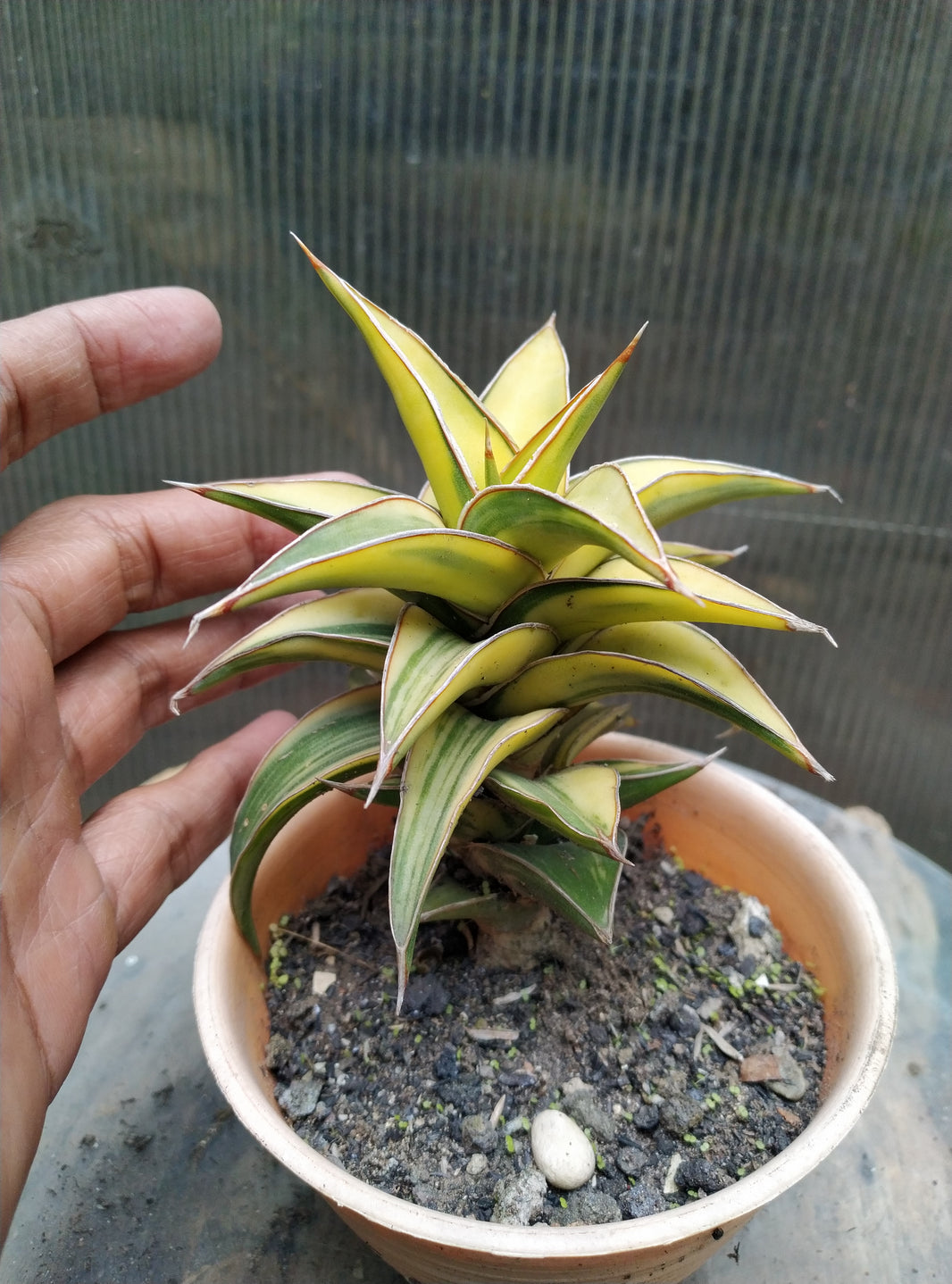 Sansevieria lav 2351 variegated