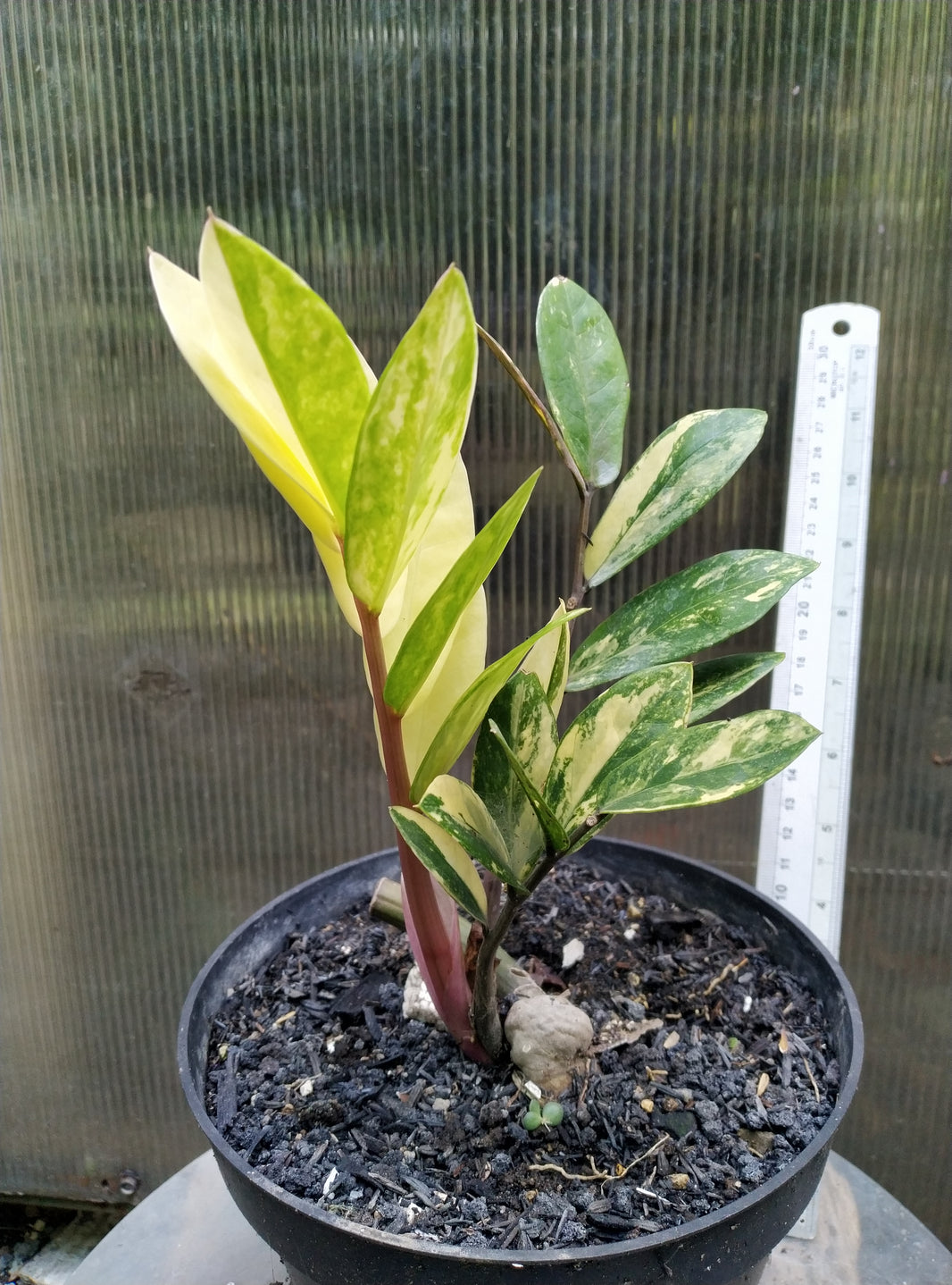 Zamiaculcas variegated