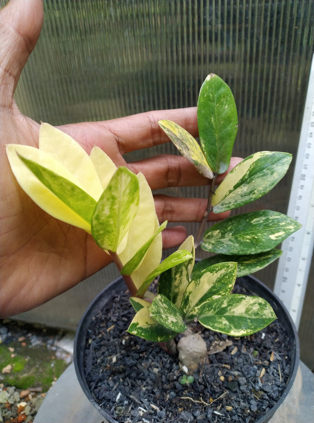 Zamiaculcas variegated