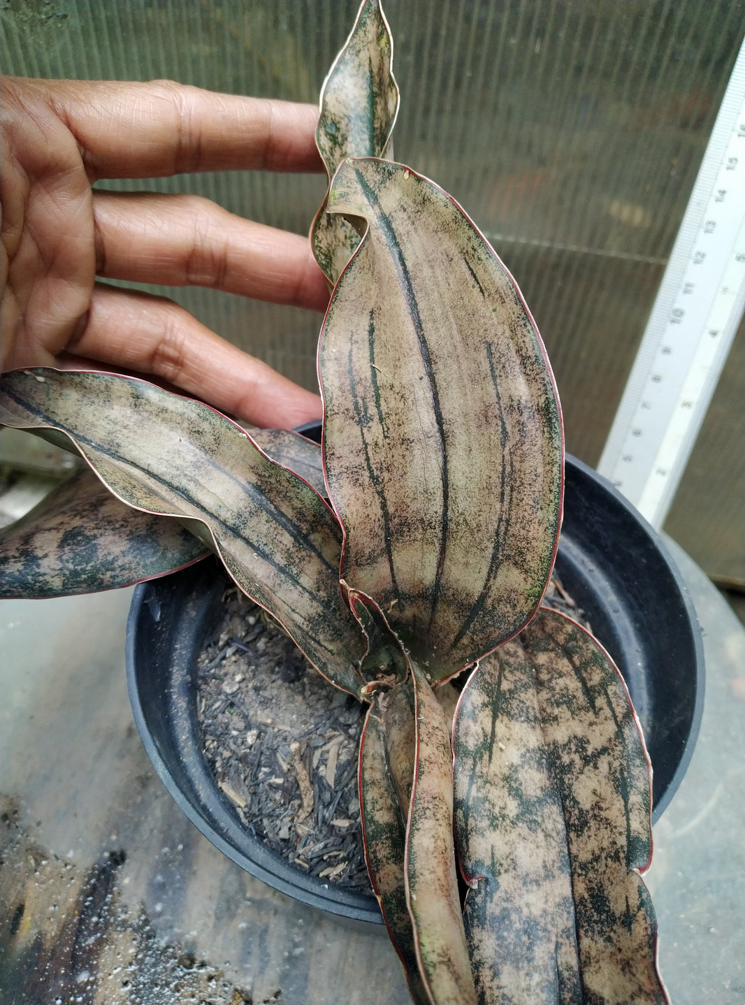 Sansevieria kirkii brown