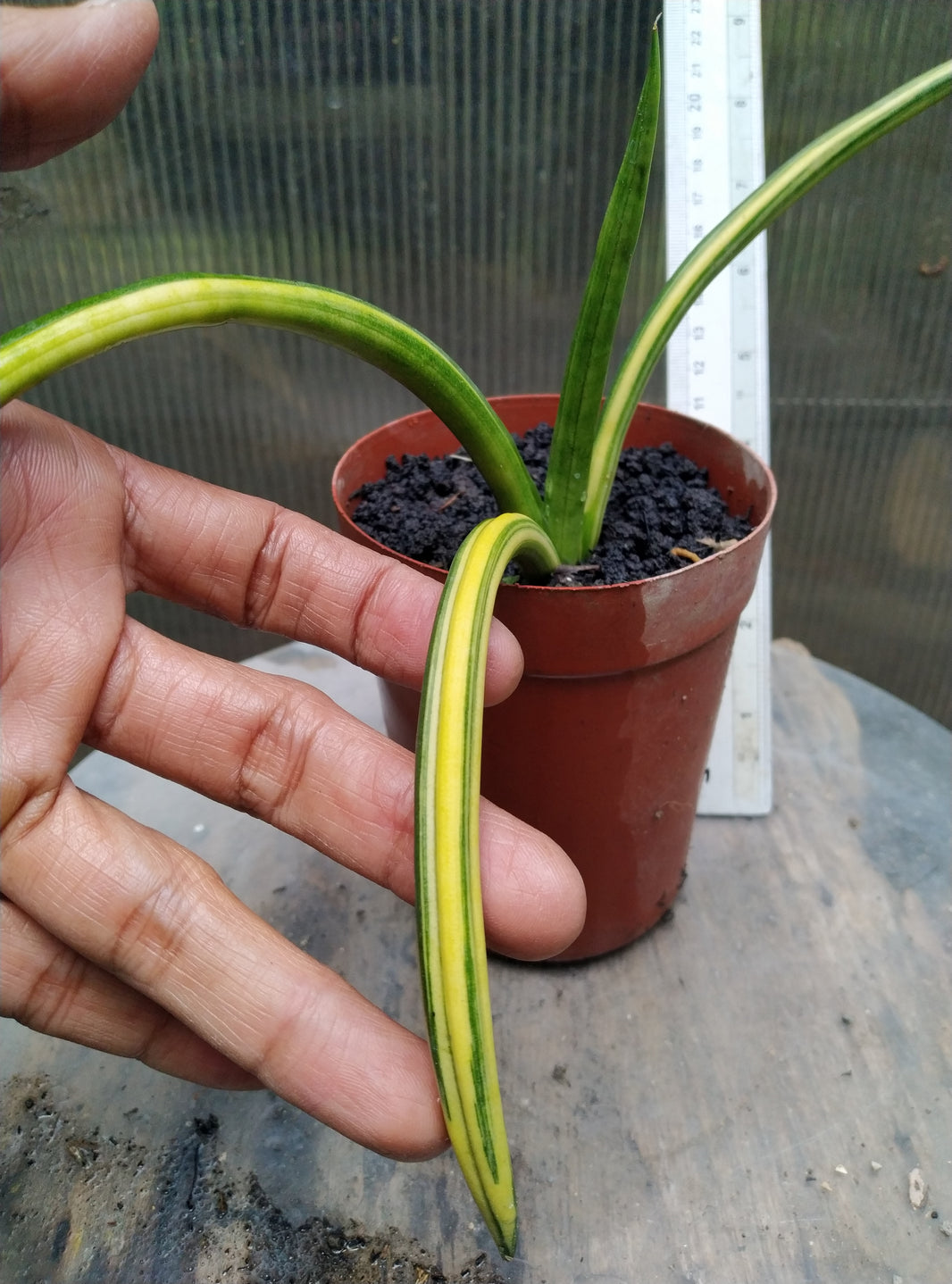 Sansevieria canaliculata dwarf variegated