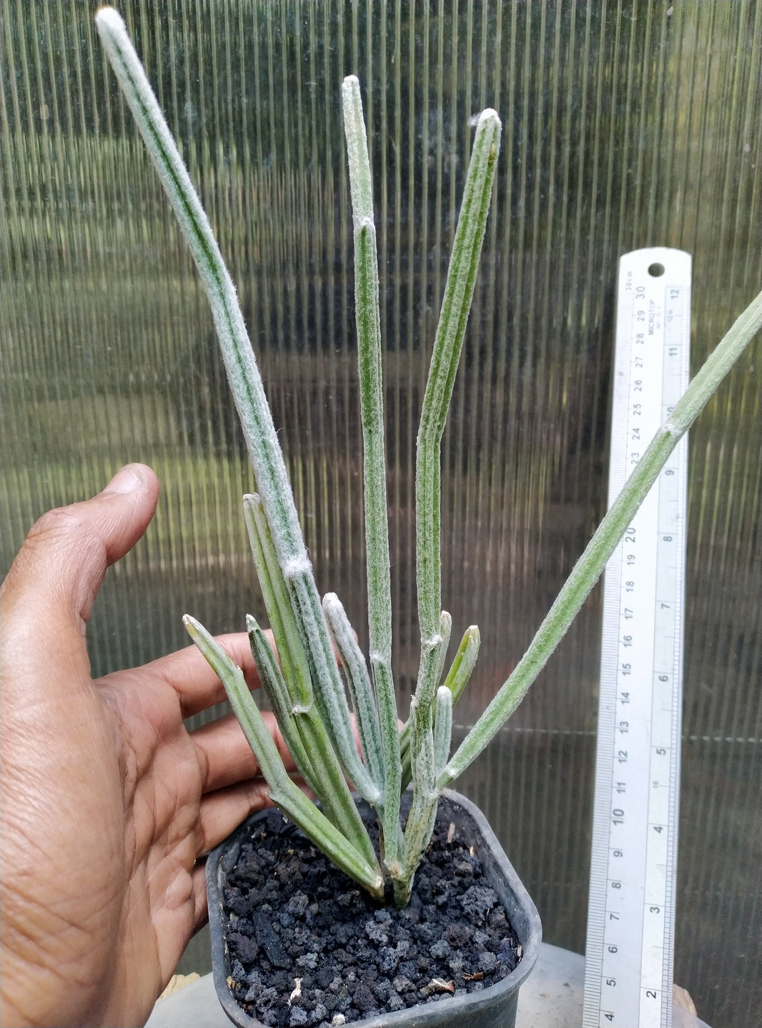 Seyrigia humbertii snow stick