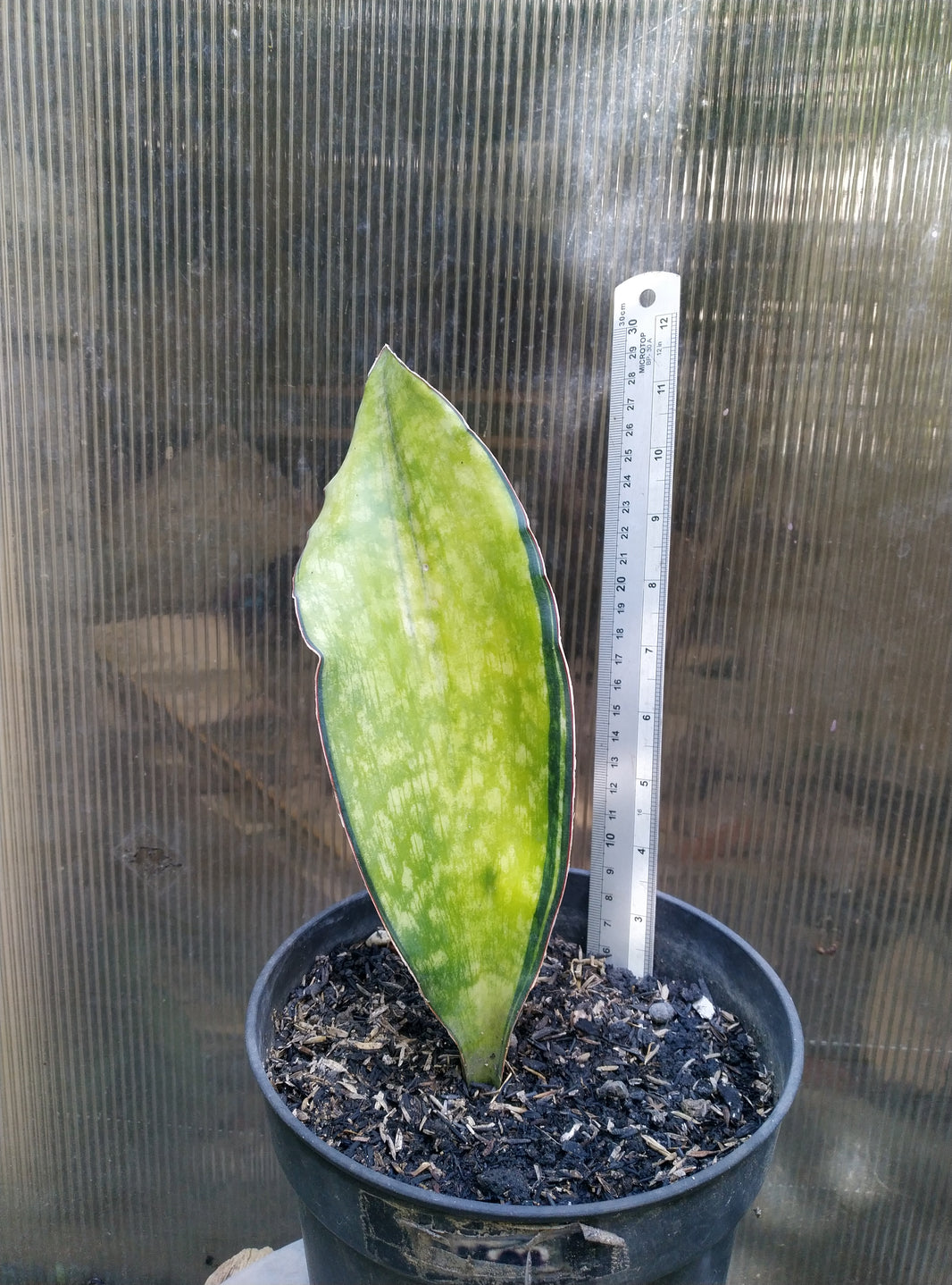 Sansevieria macrophylla variegated